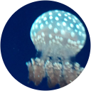 Losita Yuen profile picture